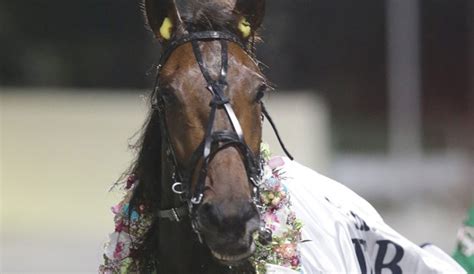 cambridge trots results|HRNZ .